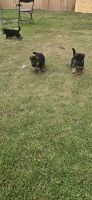 German Shepherd Puppies for sale in Hamilton, New Jersey. price: $500