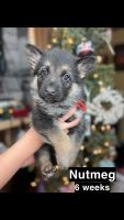 German Shepherd Puppies for sale in Prairie du Chien, Wisconsin. price: $1,200