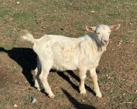 Goat Animals for sale in Lampasas, Texas. price: NA