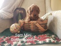 Golden Doodle Puppies for sale in Hubbardston, Massachusetts. price: $2,300