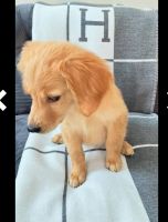 Golden Retriever Puppies for sale in Union, New Jersey. price: $670