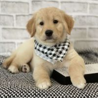 Golden Retriever Puppies for sale in Newark, New Jersey. price: $680