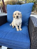 Golden Retriever Puppies for sale in Sparks, Nevada. price: NA