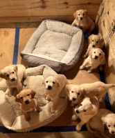 Golden Retriever Puppies for sale in San Antonio, Texas. price: $2,250