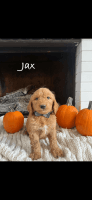 Goldendoodle Puppies for sale in Indianapolis, Indiana. price: NA