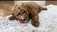 Goldendoodle Puppies for sale in Shaker Heights, Ohio. price: $1,250