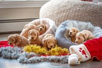 Goldendoodle Puppies for sale in Budd Lake, New Jersey. price: $2,000