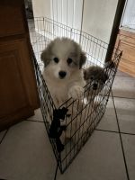 Great Pyrenees Puppies for sale in Murrieta Hot Springs, California. price: $2,000