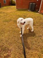 Great Pyrenees Puppies for sale in Fort Worth, Texas. price: $250