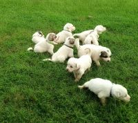 Great Pyrenees Puppies for sale in Bastrop, Texas. price: $500