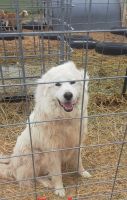 Great Pyrenees Puppies for sale in Burlington, Colorado. price: $200