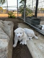 Great Pyrenees Puppies for sale in Norco, California. price: $850