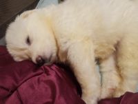 Great Pyrenees Puppies for sale in Idaho Falls, Idaho. price: $1,000