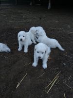 Great Pyrenees Puppies for sale in Hutto, Texas. price: $200