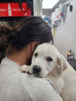 Great Pyrenees Puppies for sale in Kearney, Nebraska. price: $300