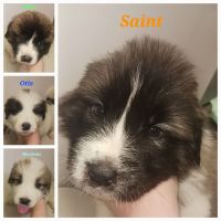 Great Pyrenees Puppies for sale in Westwood, California. price: $300