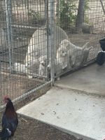 Great Pyrenees Puppies for sale in Norco, California. price: $750