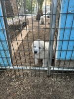 Great Pyrenees Puppies for sale in Norco, California. price: $300