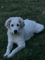 Great Pyrenees Puppies for sale in Garland, Texas. price: $500