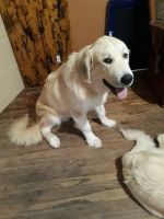 Great Pyrenees Puppies for sale in Kansas City, Kansas. price: NA