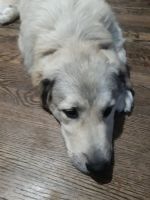 Great Pyrenees Puppies for sale in Kansas City, Kansas. price: NA