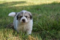 Great Pyrenees Puppies for sale in Hooks, Texas. price: $750