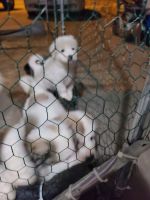 Great Pyrenees Puppies for sale in Las Cruces, New Mexico. price: $300