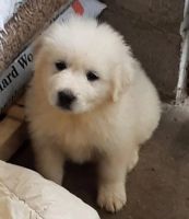 Great Pyrenees Puppies for sale in Los Angeles, California. price: $500