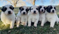 Great Pyrenees Puppies for sale in Snowflake, Arizona. price: $1,000