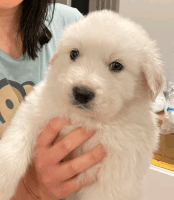 Great Pyrenees Puppies for sale in Diamond Bar, California. price: NA