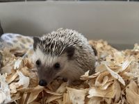 Hedgehog Animals for sale in Connersville, Indiana. price: $250