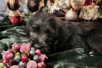 Labradoodle Puppies for sale in Indianapolis, Indiana. price: $550