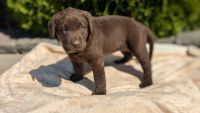 Labrador Retriever Puppies for sale in Goshen, Indiana. price: $600