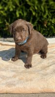 Labrador Retriever Puppies for sale in Goshen, Indiana. price: $600