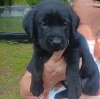 Labrador Retriever Puppies for sale in Houston, Ohio. price: $800