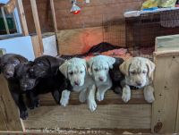 Labrador Retriever Puppies for sale in Deckerville, Michigan. price: $1,000