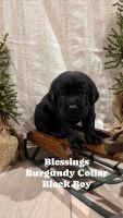 Labrador Retriever Puppies for sale in Kenton, Ohio. price: $1,100