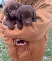 Labrador Retriever Puppies for sale in LaGrange, Indiana. price: $550