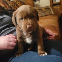 Labrador Retriever Puppies for sale in Alta, California. price: $85