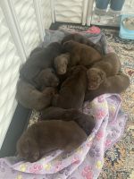 Labrador Retriever Puppies for sale in Lynchburg, Virginia. price: $500