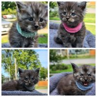 Maine Coon Cats for sale in Plattsmouth, Nebraska. price: $2,800