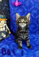 Maine Coon Cats for sale in Grand Island, Nebraska. price: $2,000