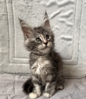 Maine Coon Cats for sale in Arvada, Colorado. price: $2,500