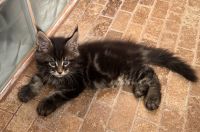 Maine Coon Cats for sale in Arvada, Colorado. price: NA