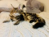 Maine Coon Cats for sale in Dallas, Texas. price: $1,800