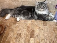 Maine Coon Cats for sale in Arvada, Colorado. price: $1,500