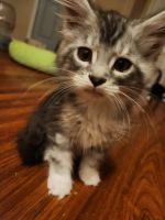 Maine Coon Cats for sale in Colorado Springs, CO, USA. price: $1,500