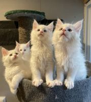 Maine Coon Cats for sale in Bryn Athyn, Pennsylvania. price: $1,700