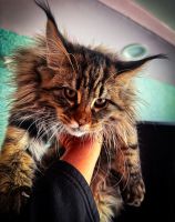 Maine Coon Cats for sale in Staten Island, New York. price: $1,300