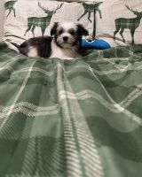 Mal-Shi Puppies for sale in Benson, North Carolina. price: $500